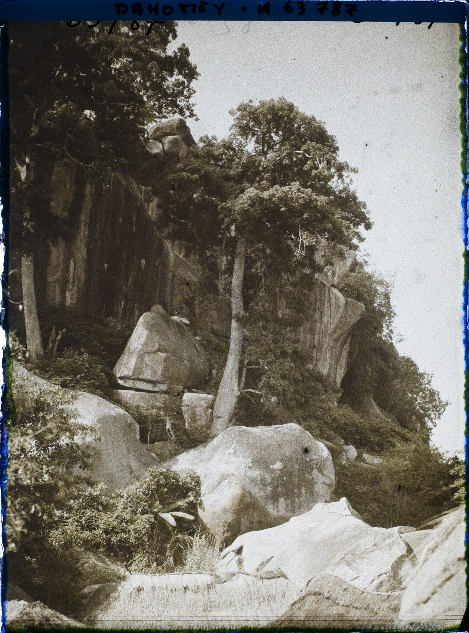 Image représentant Un kapokier à flanc de montagne