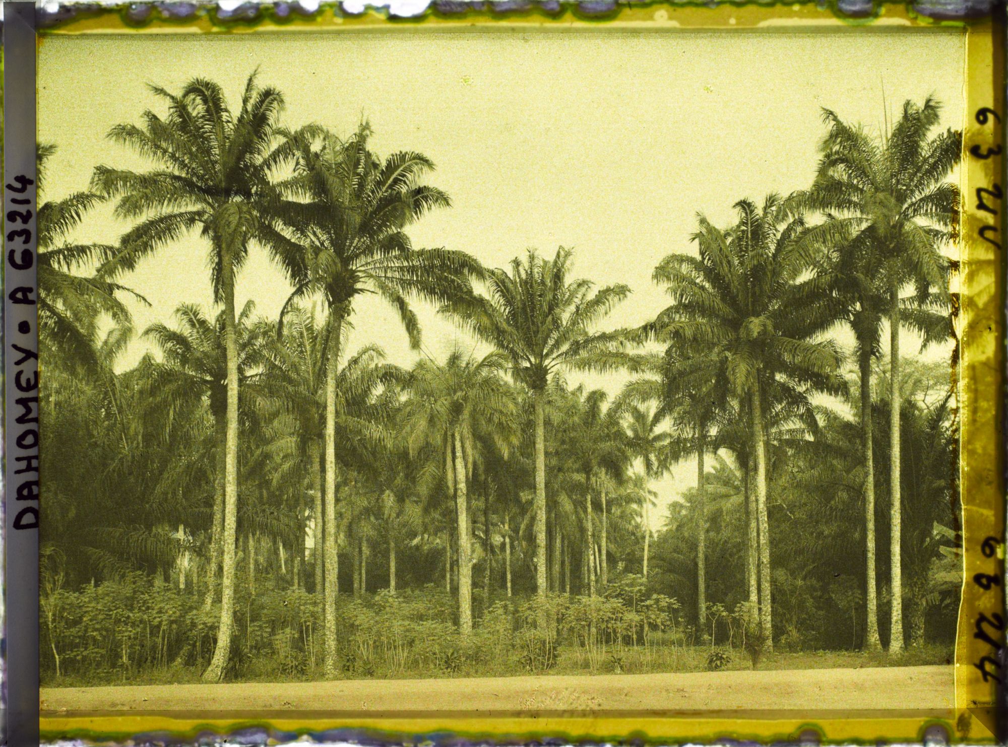 Image représentant Palmiers à huile et culture de manioc en bordure de route