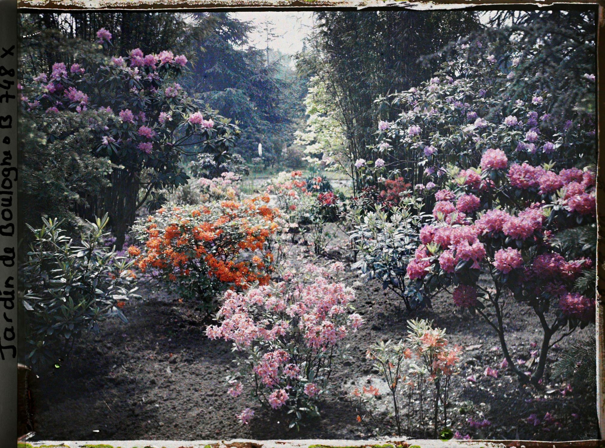 Image représentant Azalées près du Marais