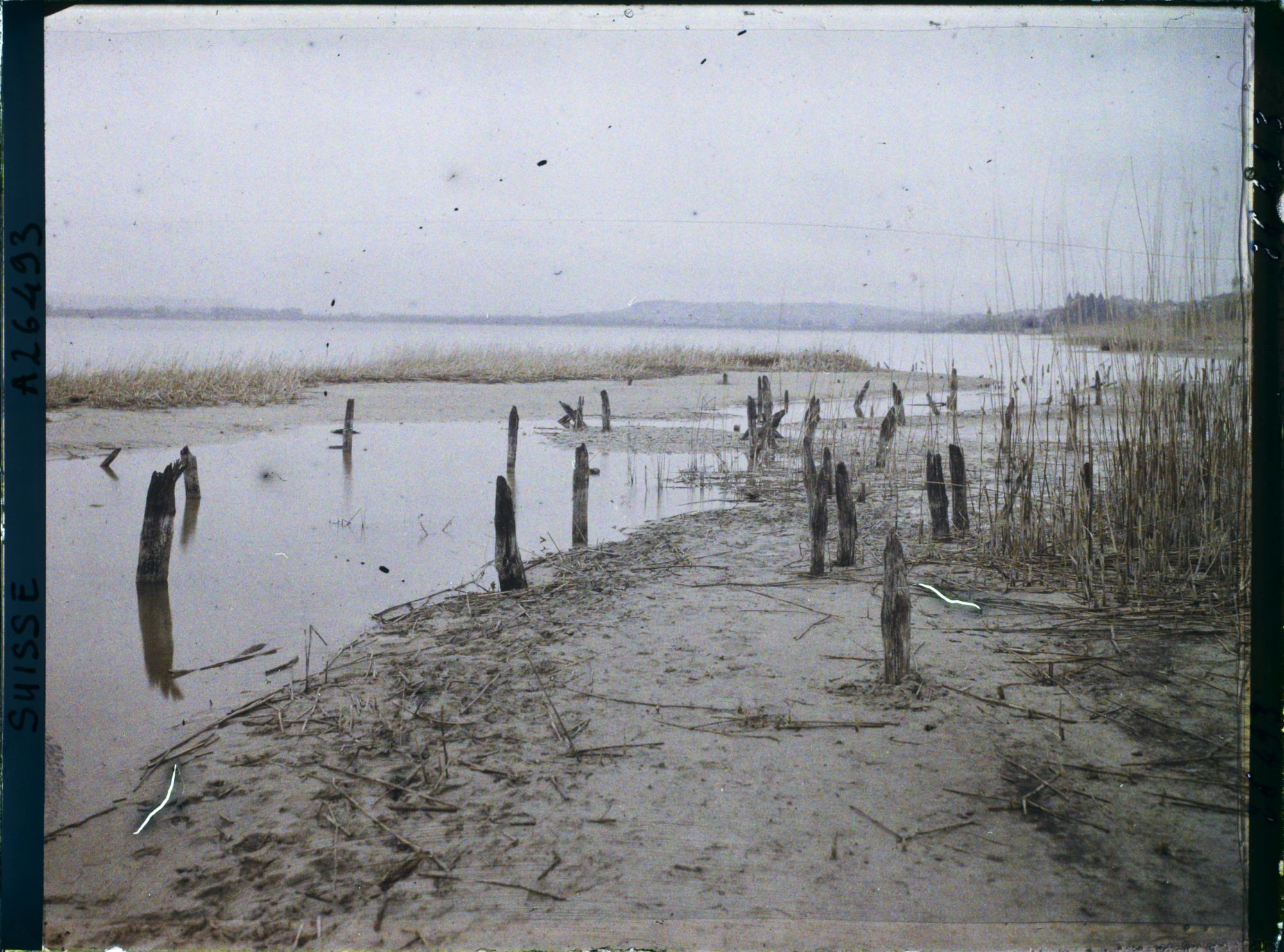 Image représentant Site palafittique préhistorique des Alpes, pieux en bois visibles lors de la baisse des eaux après la grande sécheresse de 1921