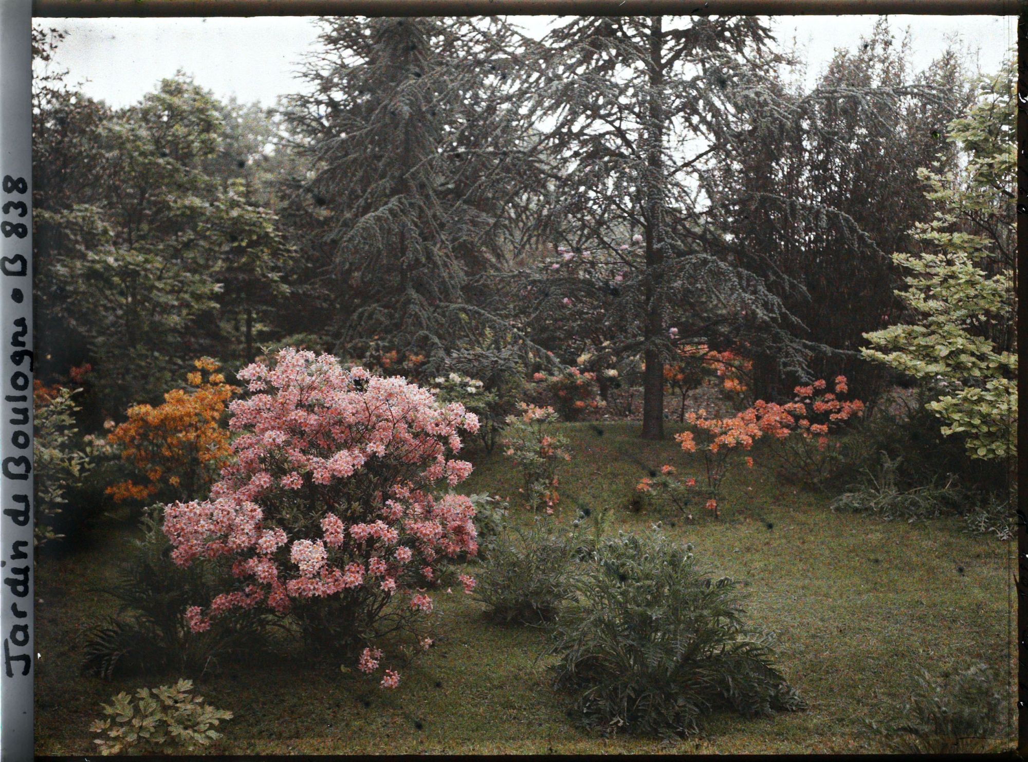 Image représentant Azalées près du marais