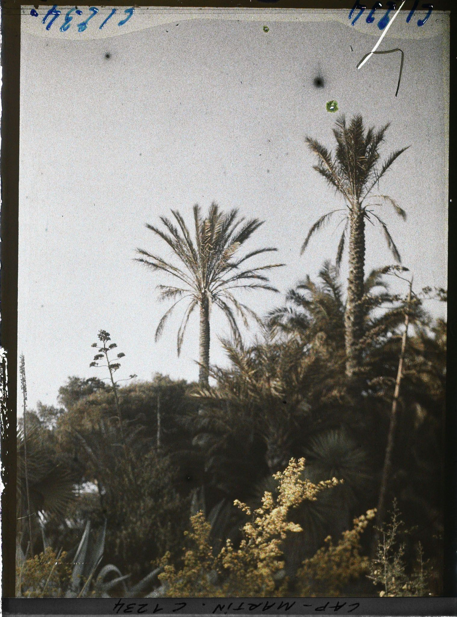 Image représentant le Jardin