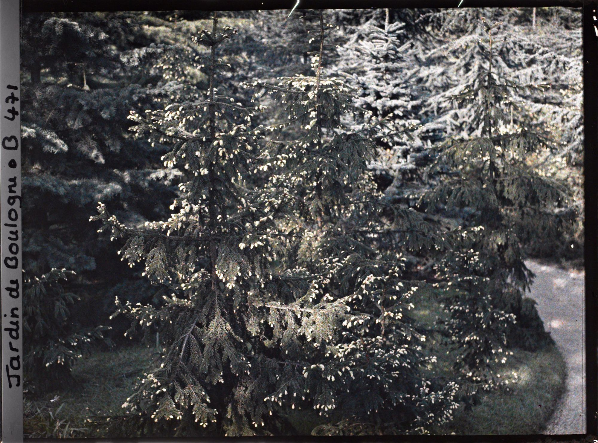 Image représentant Pointes jaunes des épicéas de la forêt dorée