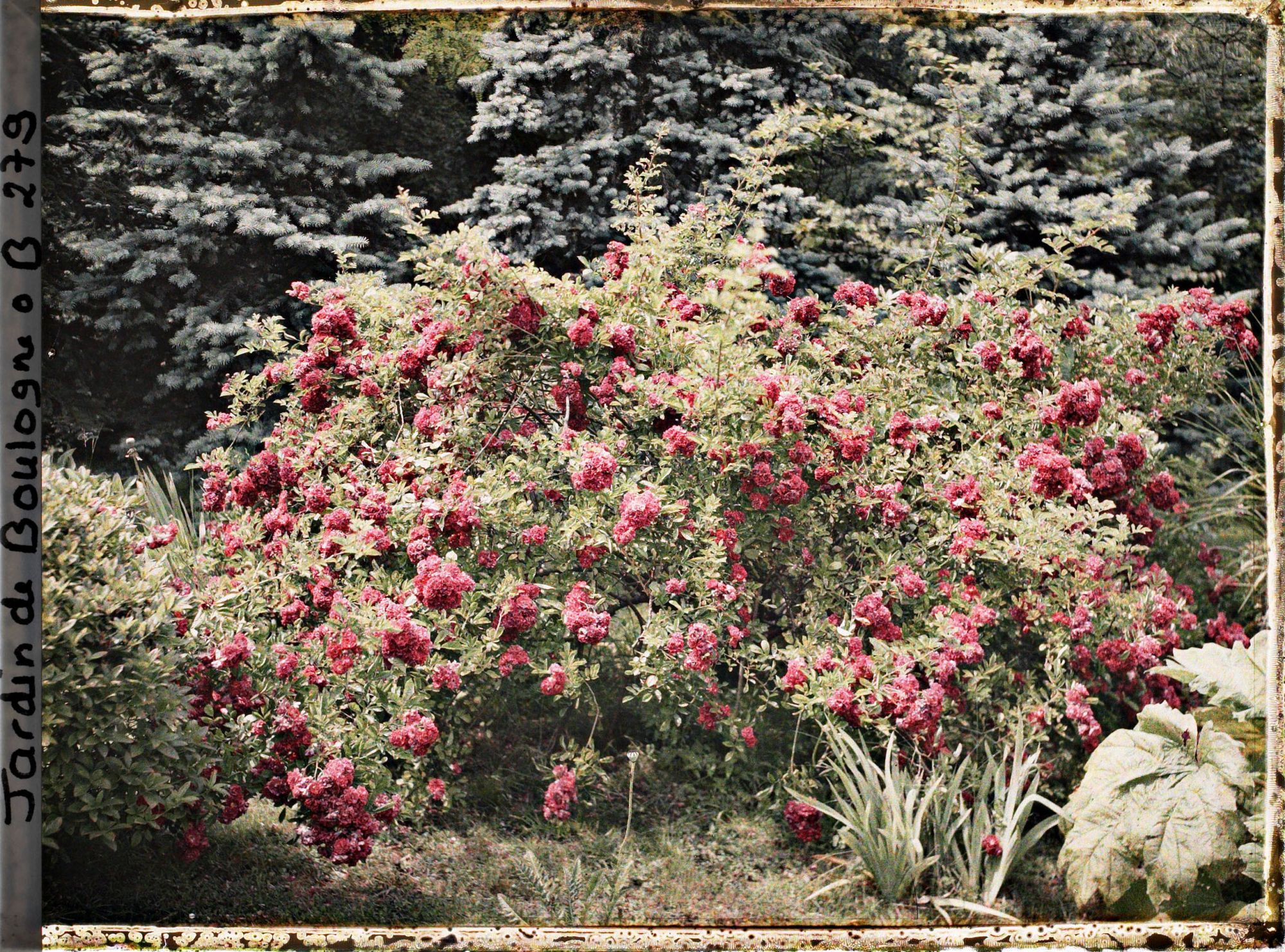 Image représentant Buisson de roses rouges en fleurs près de la forêt bleue