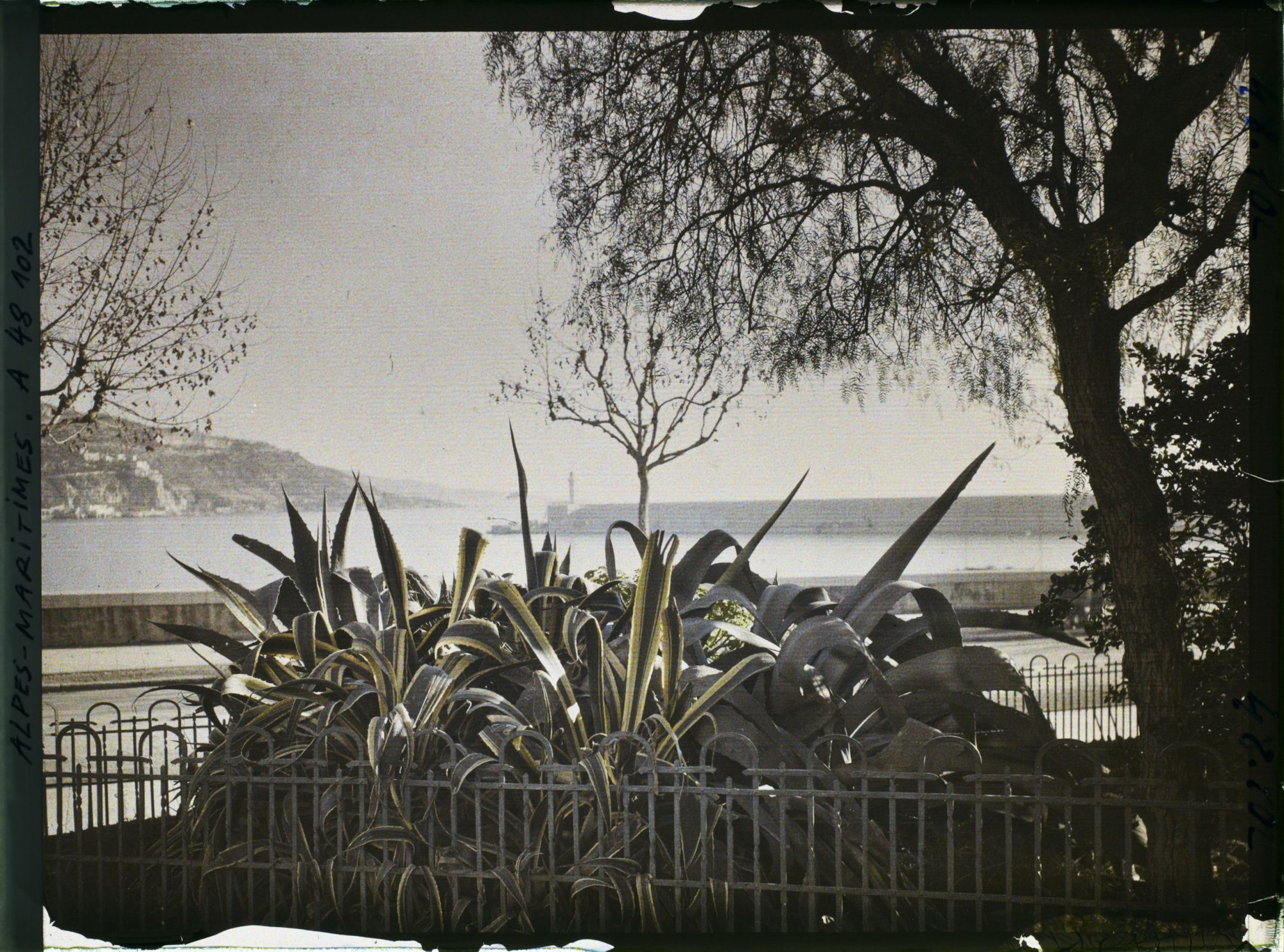 Image représentant Parterre d'agaves face au port de Menton