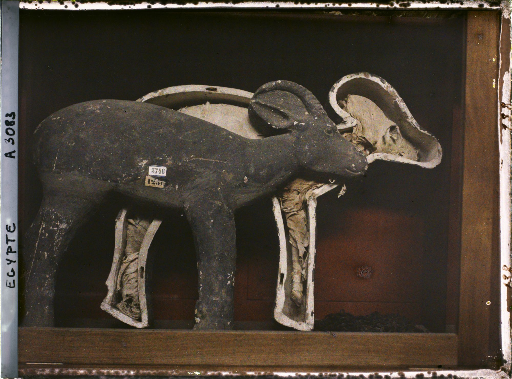 Image représentant Momie de gazelle au musée égyptien