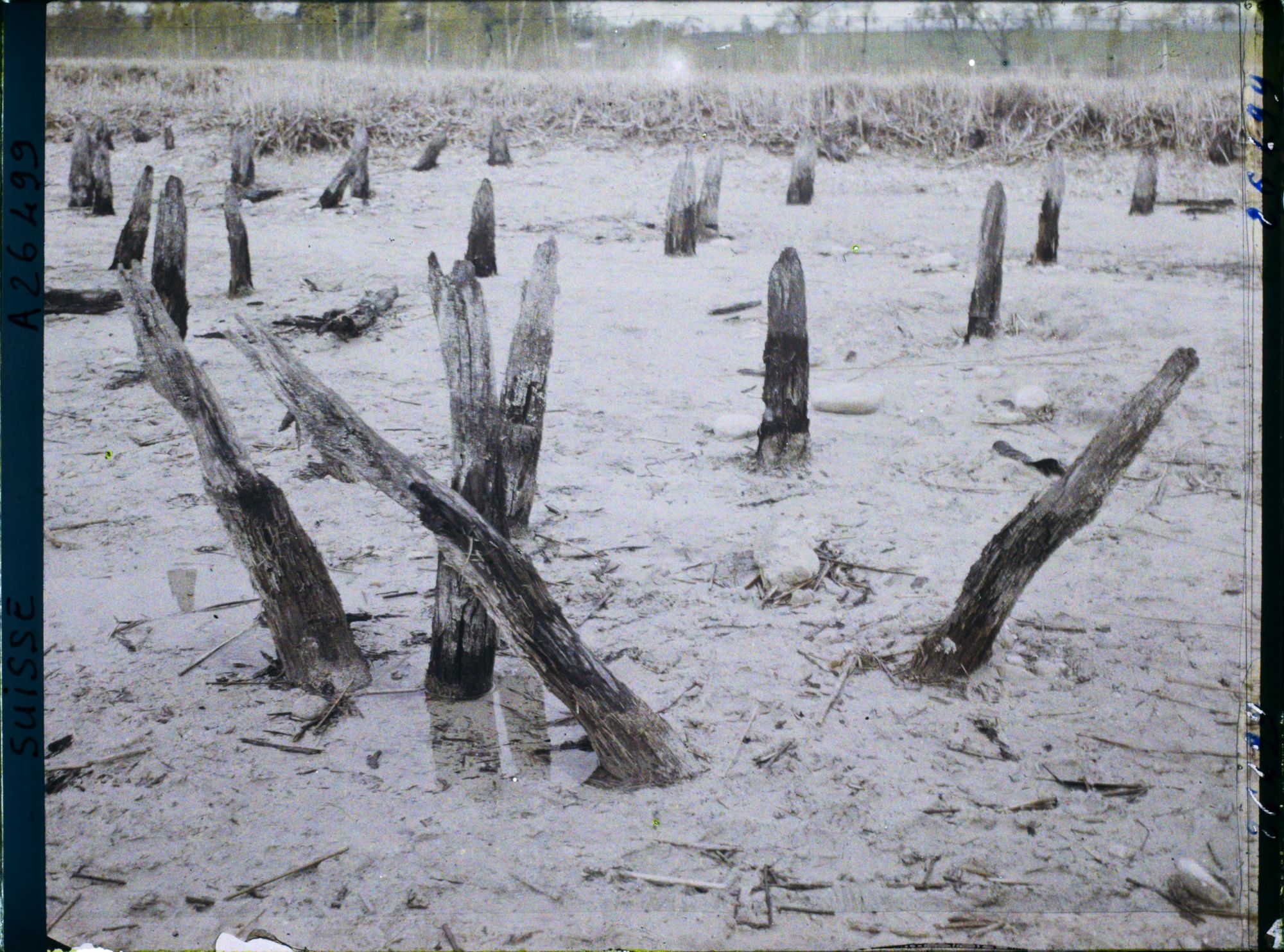 Image représentant Site palafittique préhistorique des Alpes, pieux en bois visibles lors de la baisse des eaux après la grande sécheresse de 1921