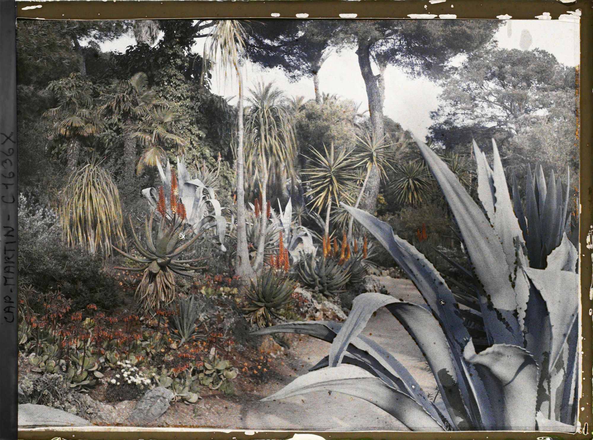 Image représentant Ensemble d'aloès en fleurs ponctué de yuccas sur fond de sous-bois