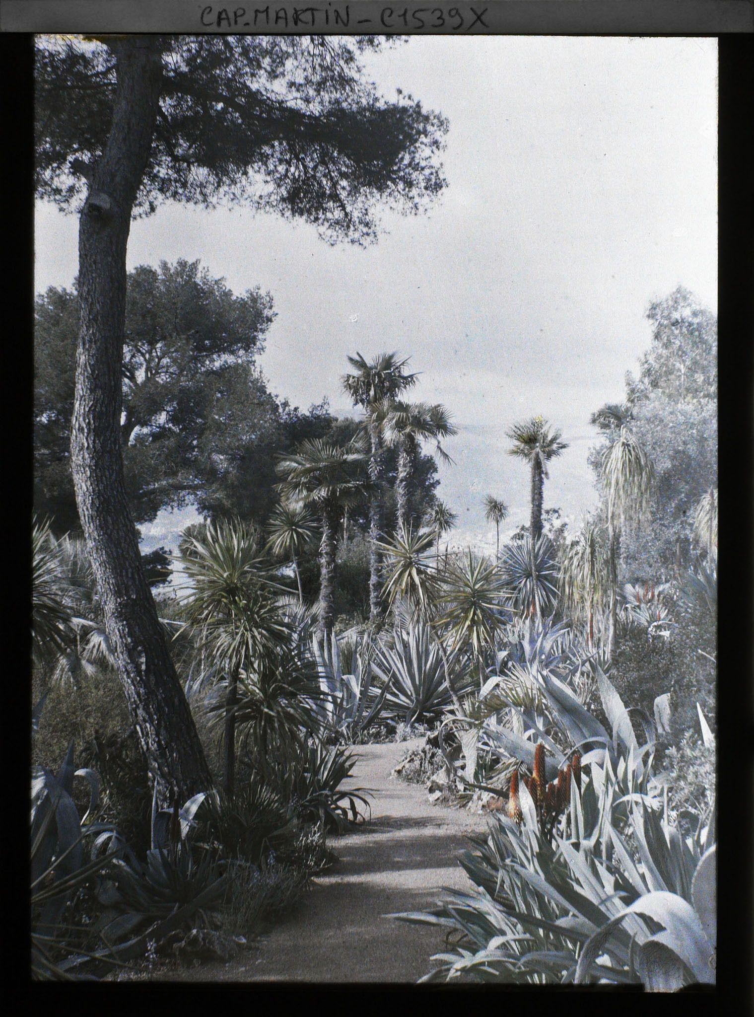 Image représentant Une allée du jardin - agaves et palmiers au fond Monaco