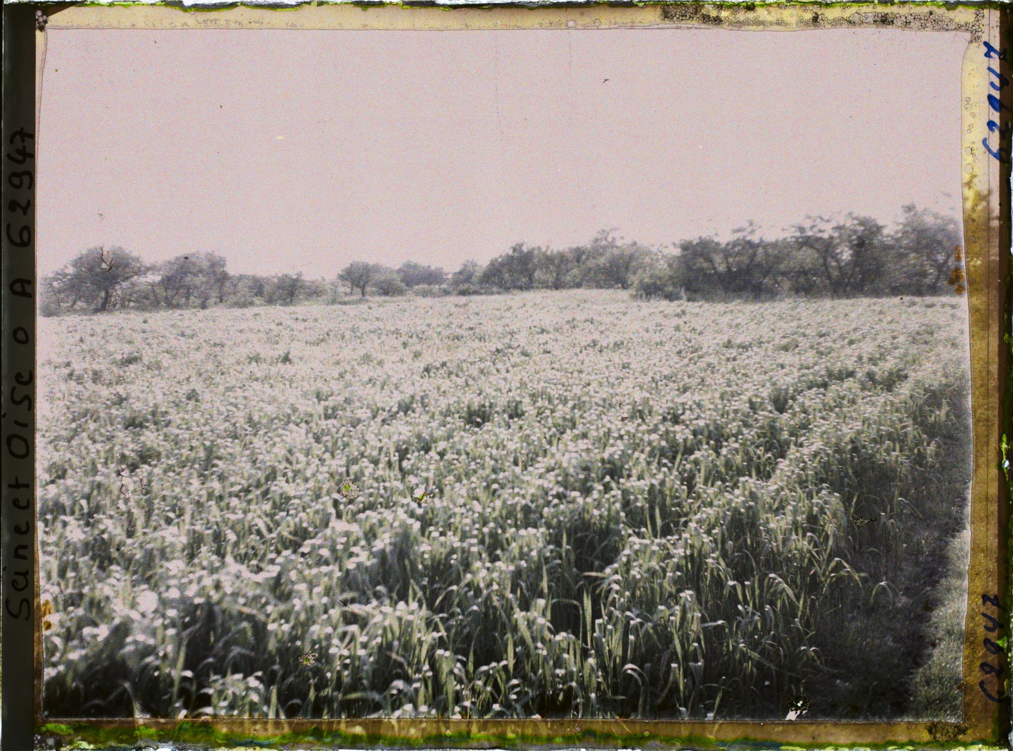 Image représentant Ile de France, Frepillon, Champ de blé