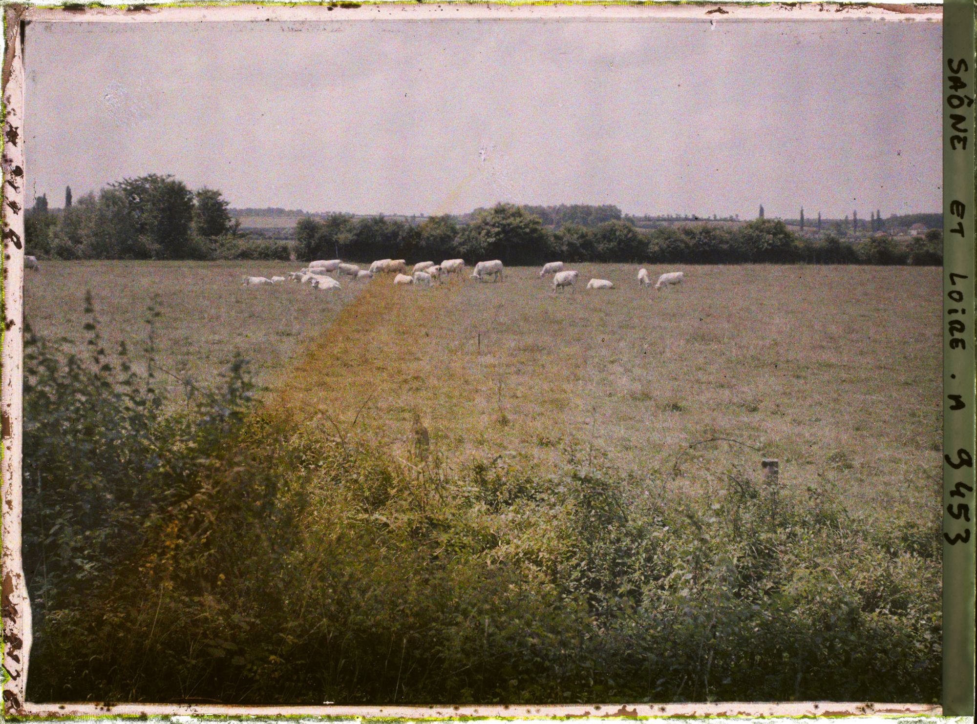 Image représentant Troupeau de charolaises le long du canal du Centre