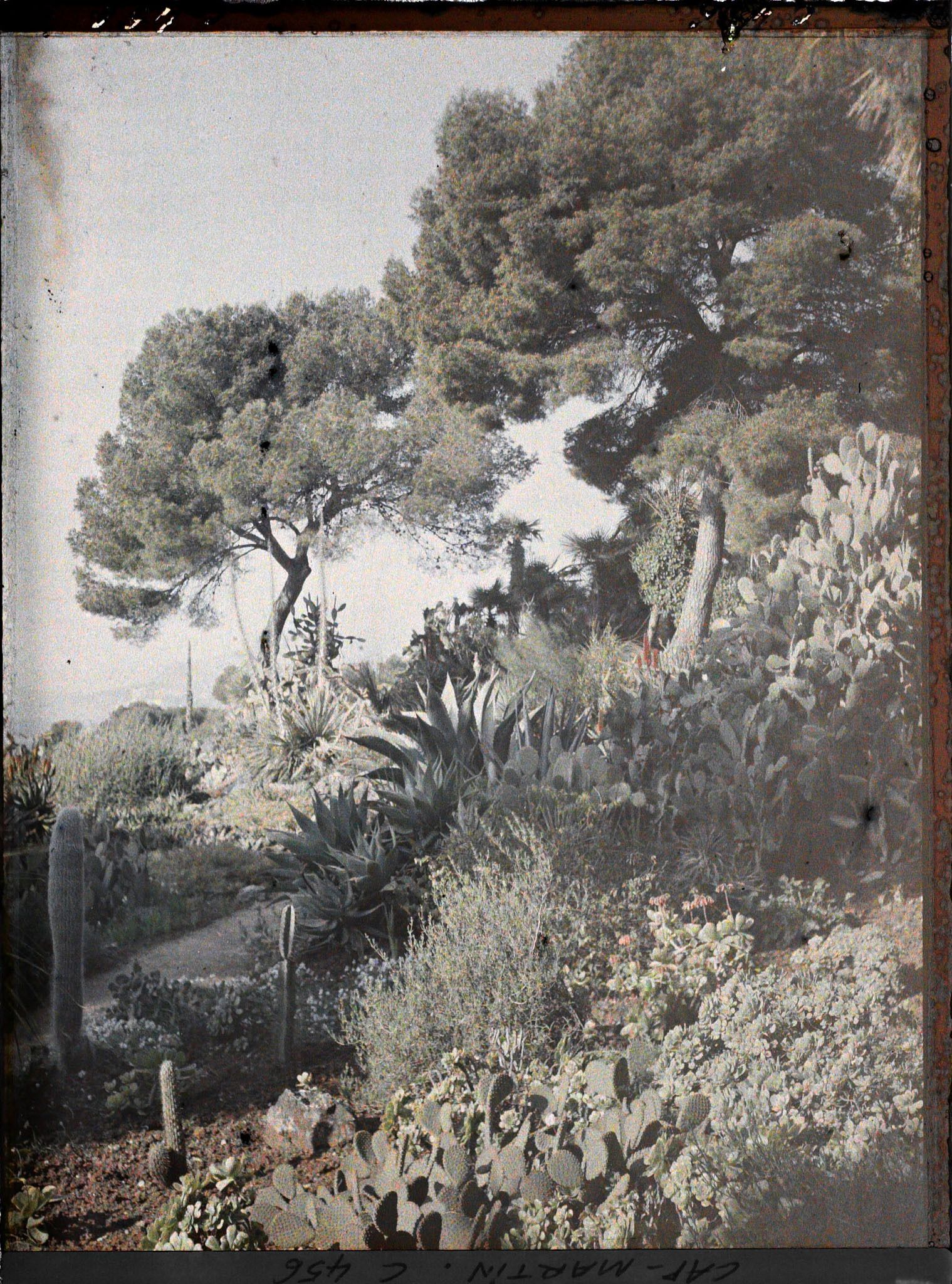 Image représentant Cap Martin Le Jardin
