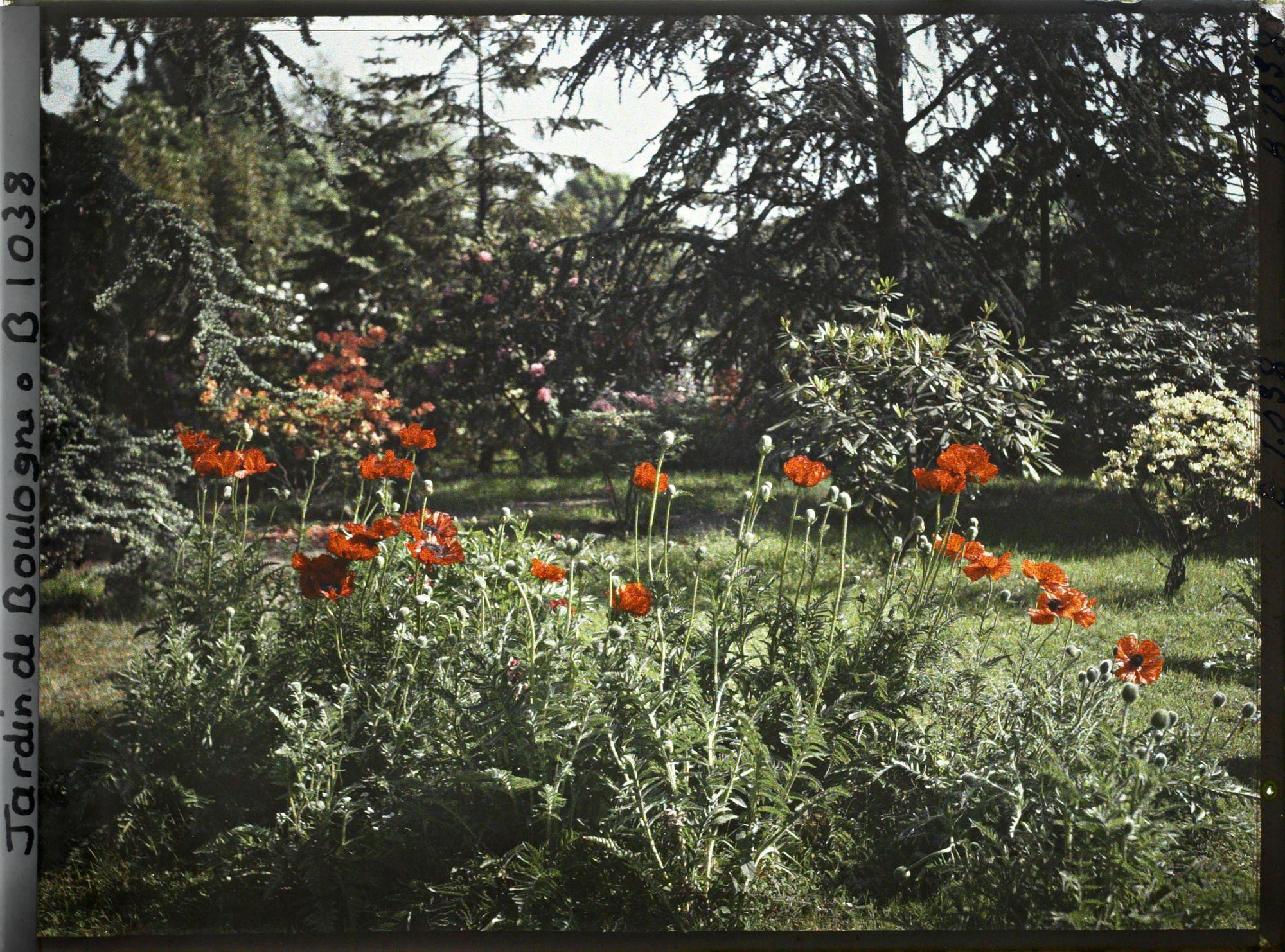 Image représentant coquelicots près du marais