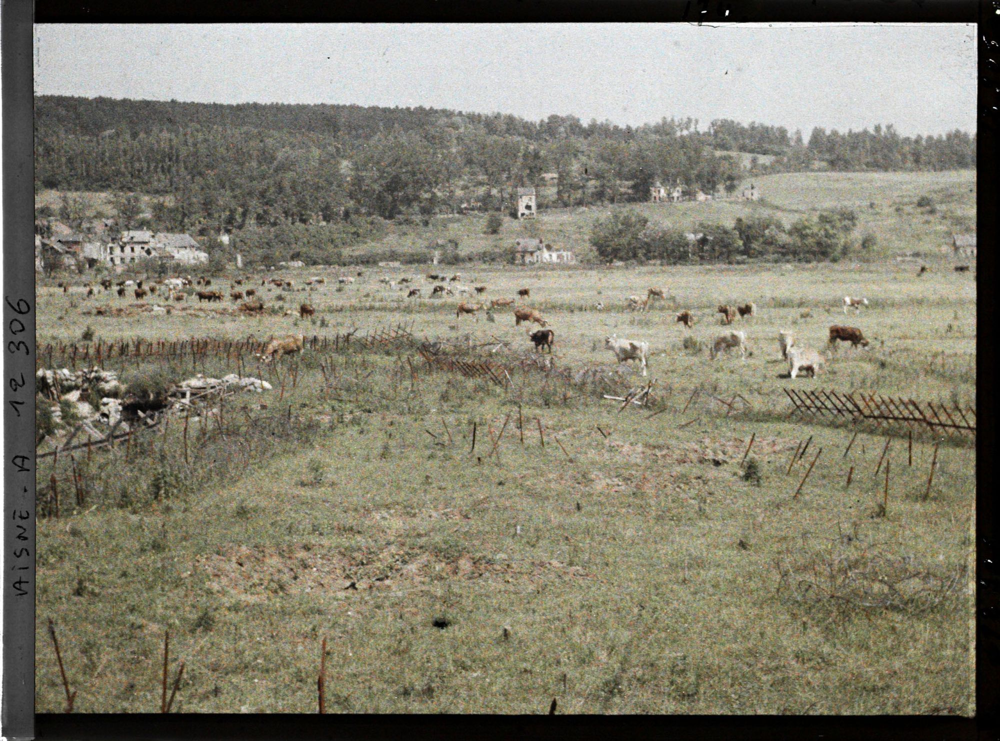 Image représentant Le bétail de l'armée à Vauxrot, hameau proche de Soissons