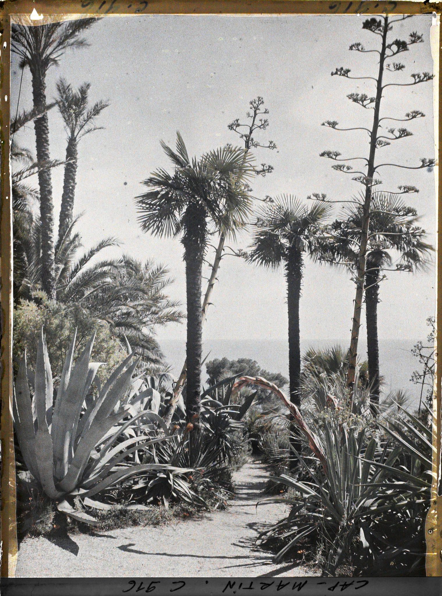 Image représentant Le Jardin, Agaves et Palmiers