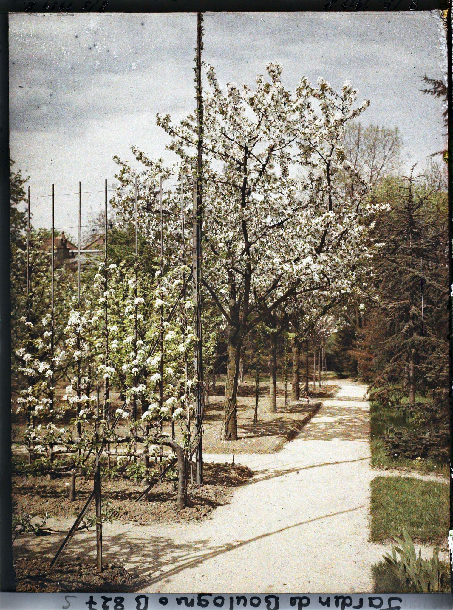 Image représentant Allée située entre le verger-roseraie et la forêt bleue, vue à mi-chemin en direction de l'ouest