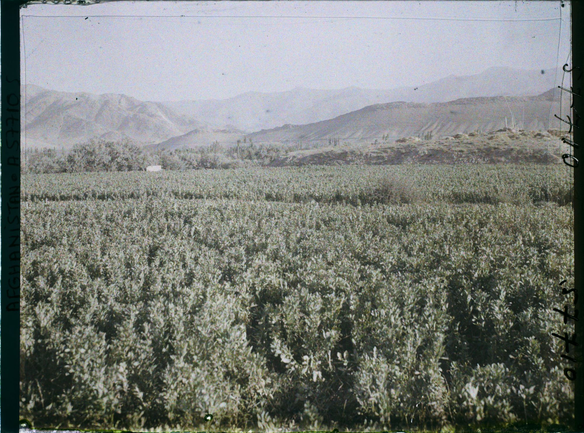 Image représentant Afghanistan, Meidan, Culture de la fève