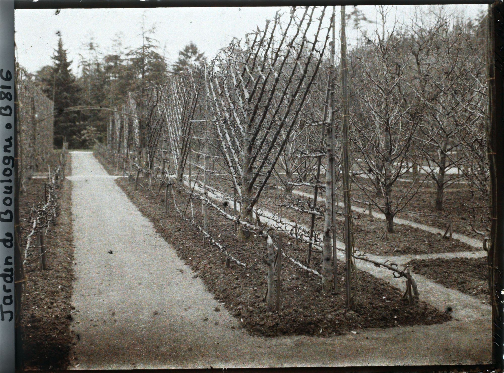 Image représentant Allée bordée de fruitiers palissés et coin du verger-roseraie, vus en direction de la forêt bleue