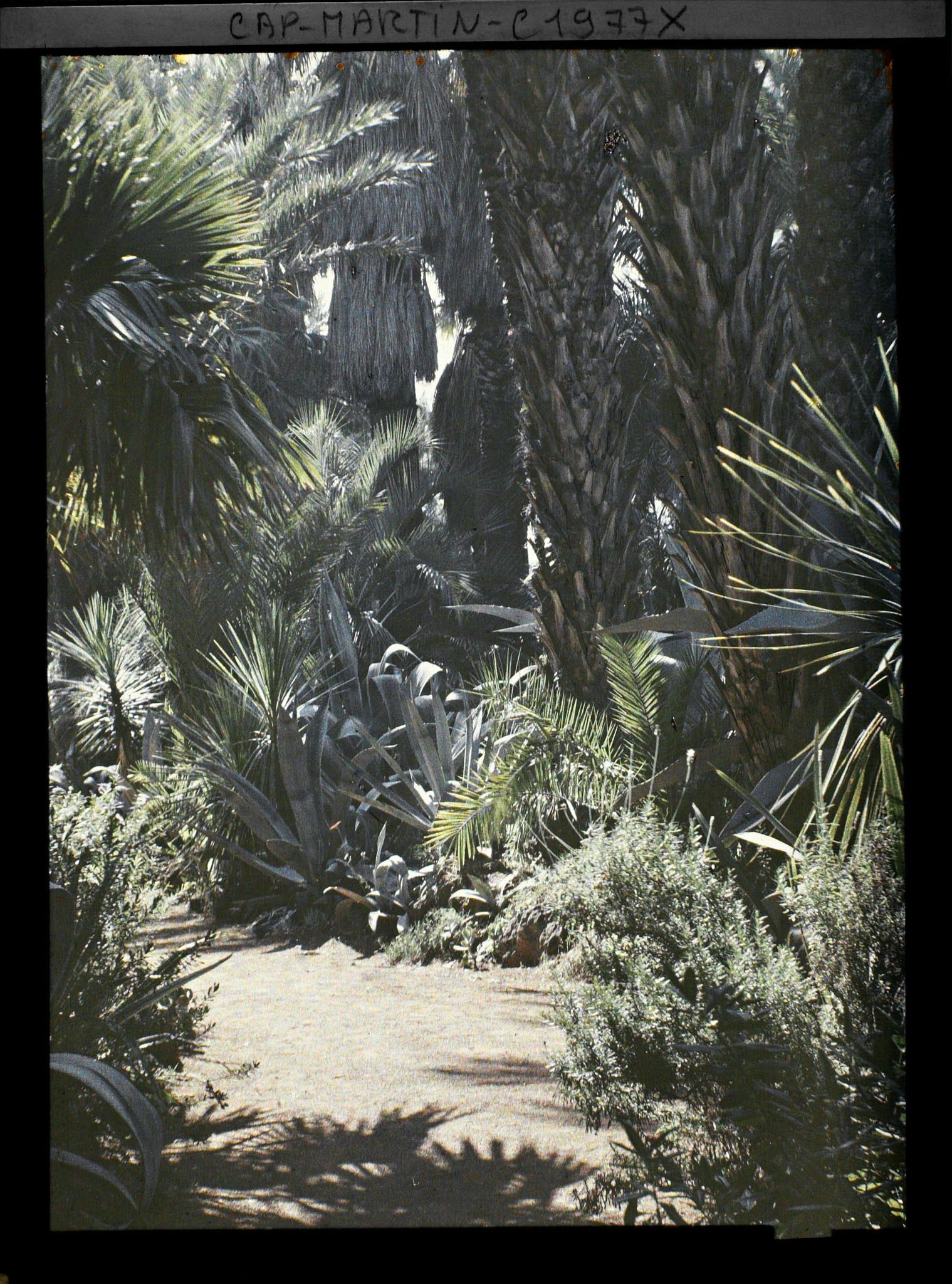 Image représentant Massif de plantes diverses au pied de palmiers, en bordure d'allée