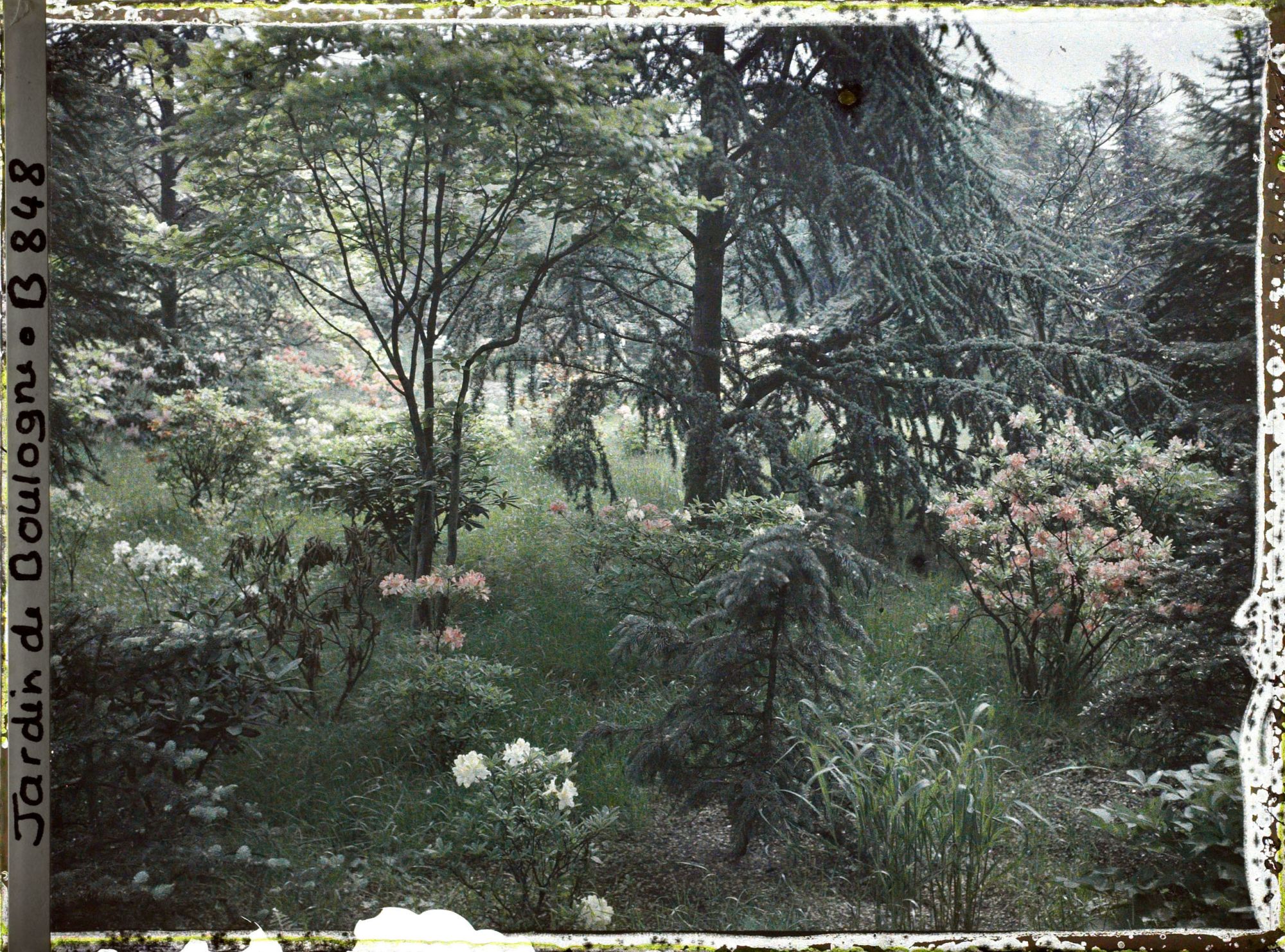 Image représentant Azalées près du marais