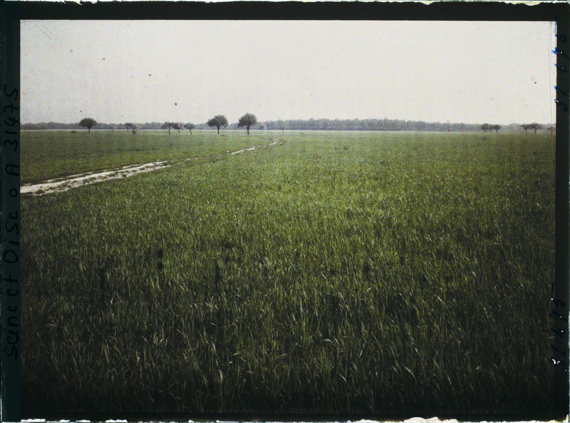 Image représentant France, Champs de blé situé entre la Voie ferrée (Trappes) et le Domaine de Manet