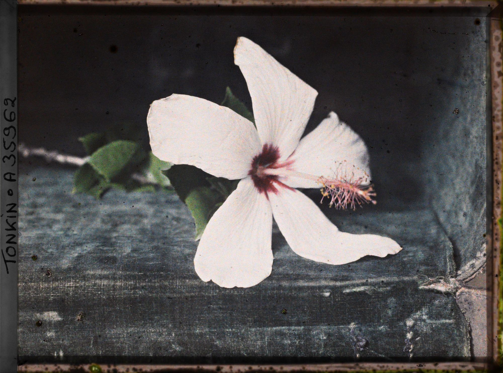 Image représentant Une fleur d'hibiscus hybride, blanc à coeur violet