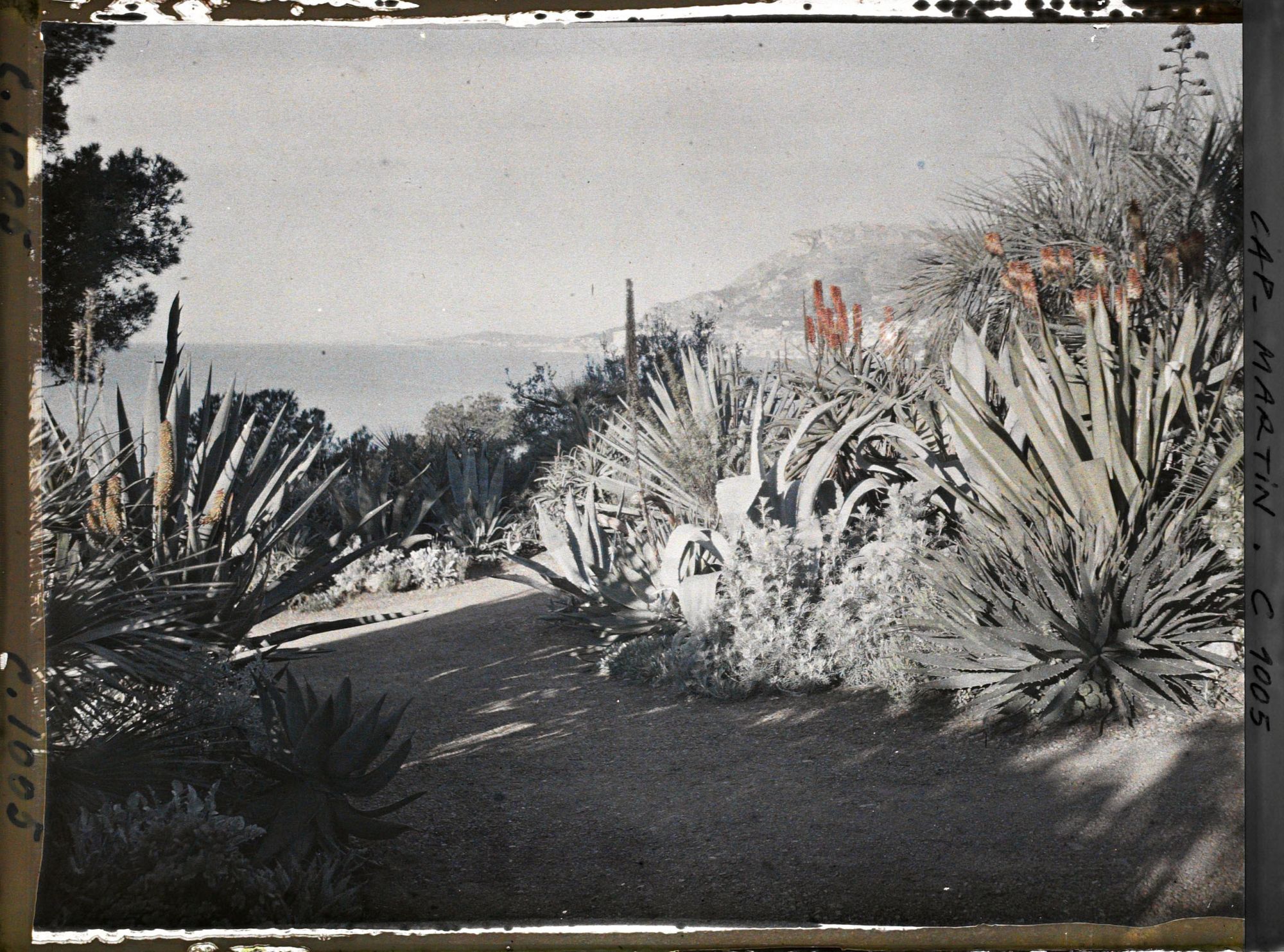 Image représentant Le Jardin (matin, vers Monaco)