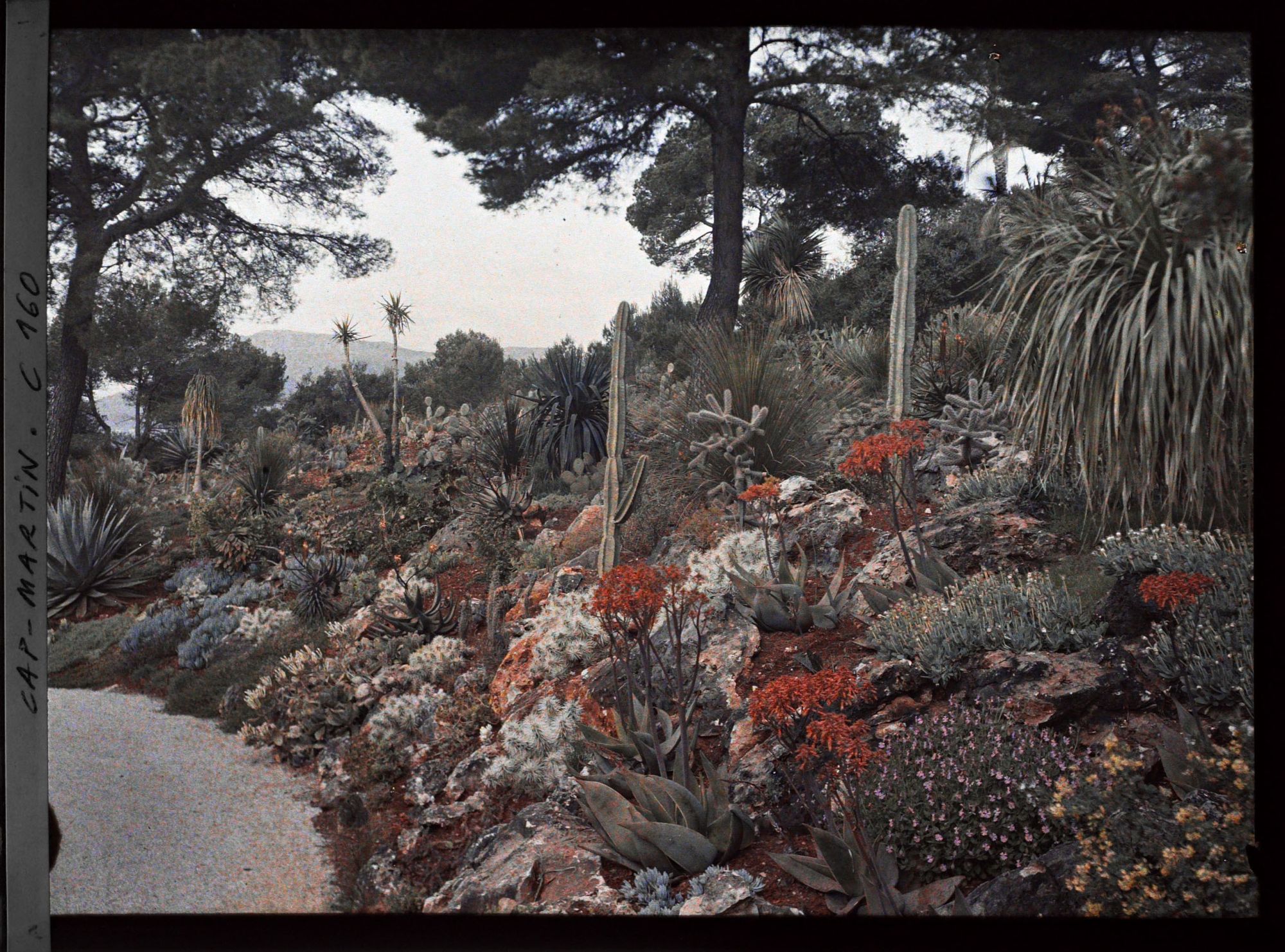 Image représentant Massif de cactées à proximité de la villa Kahn