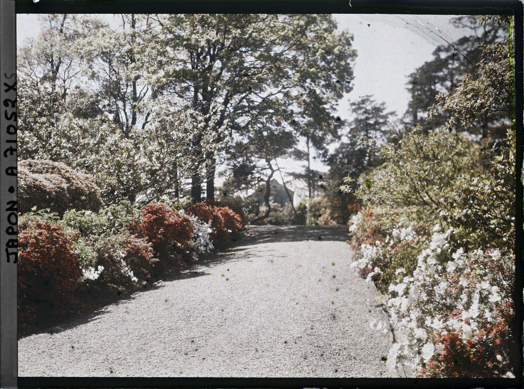 Image représentant azalées japonais en fleurs dans un parc