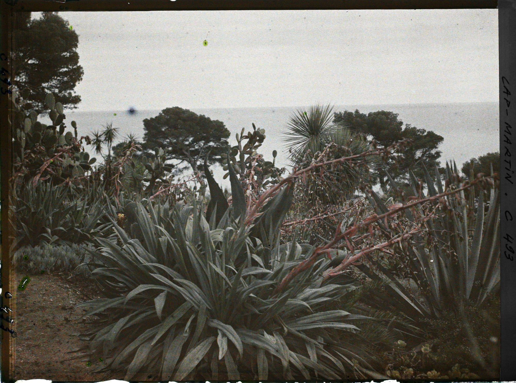 Image représentant Cap Martin Le Jardin