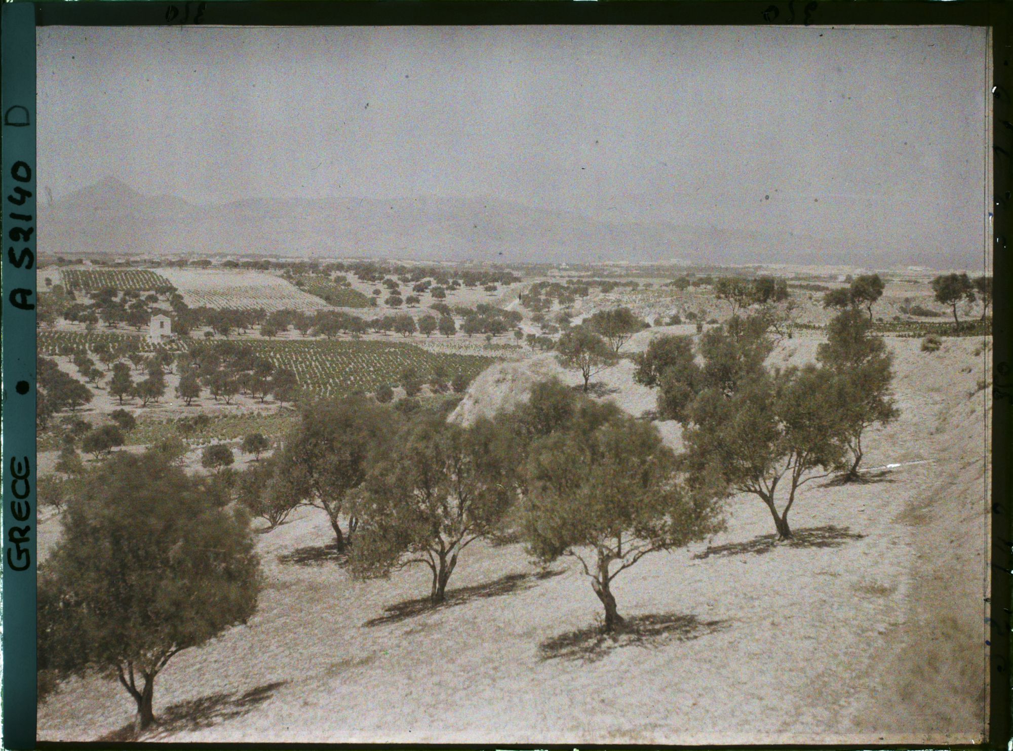 Image représentant Vue sur une plaine de plantation d'oliviers