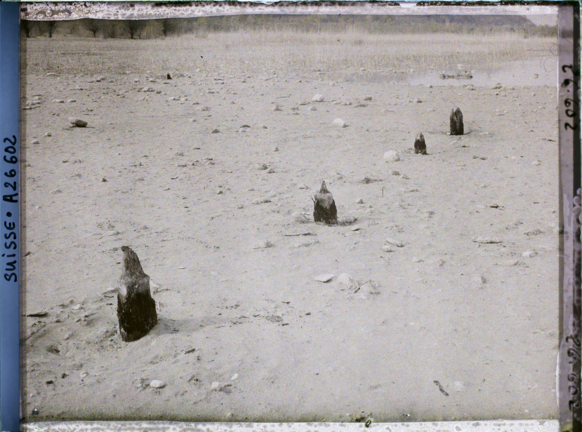 Image représentant Site palafittique préhistorique des Alpes, pieux en bois visibles lors de la baisse des eaux après la grande sécheresse de 1921 sur le lac de Neuchâtel