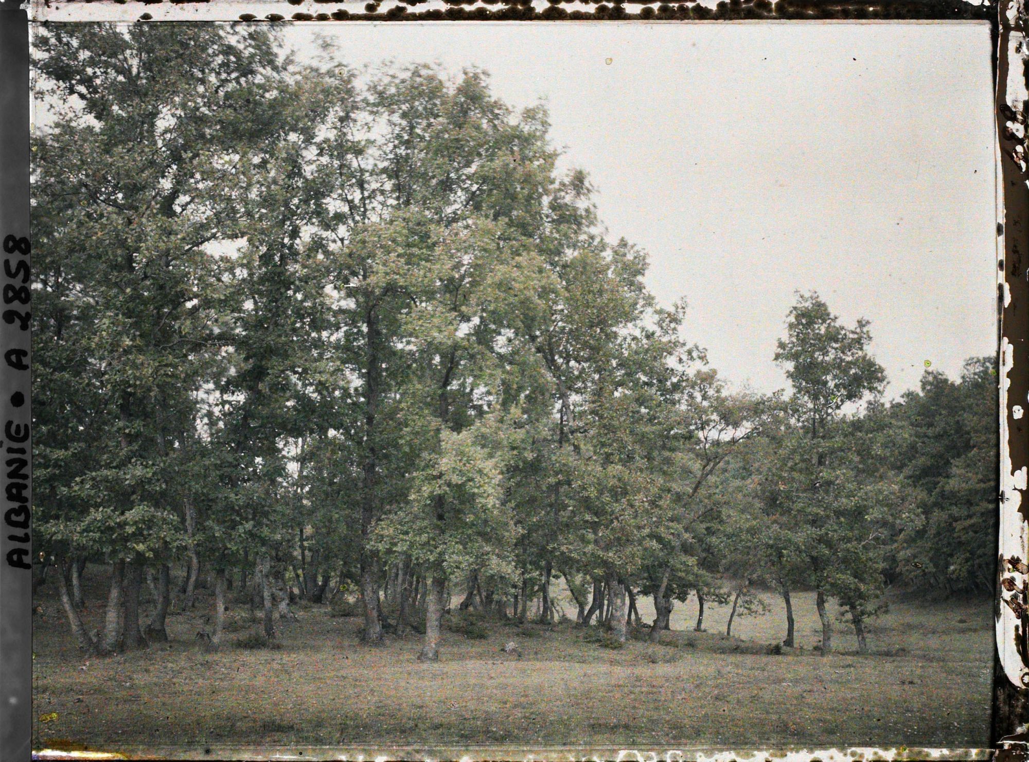 Image représentant Forêt de chênes sur la route de Tirana