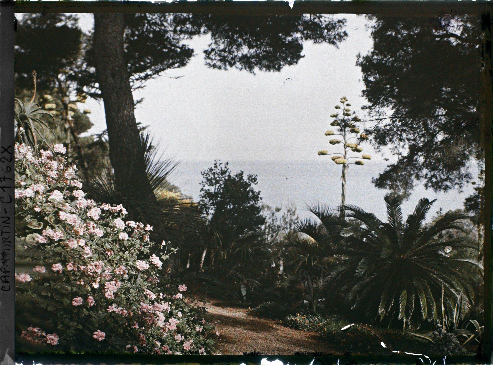 Image représentant Fleur d'agave se dressant face à la mer, au pied d'un cycas situé en bordure d'allée
