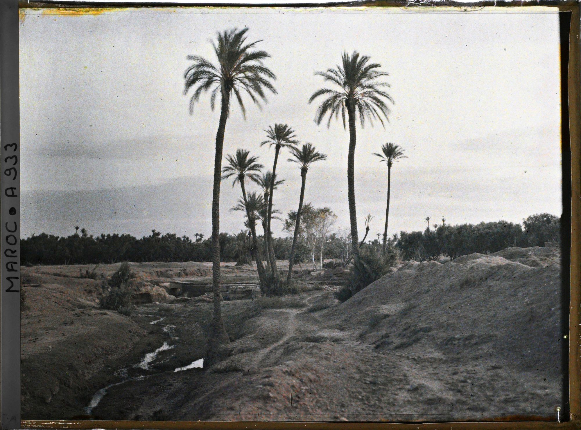 Image représentant La palmeraie