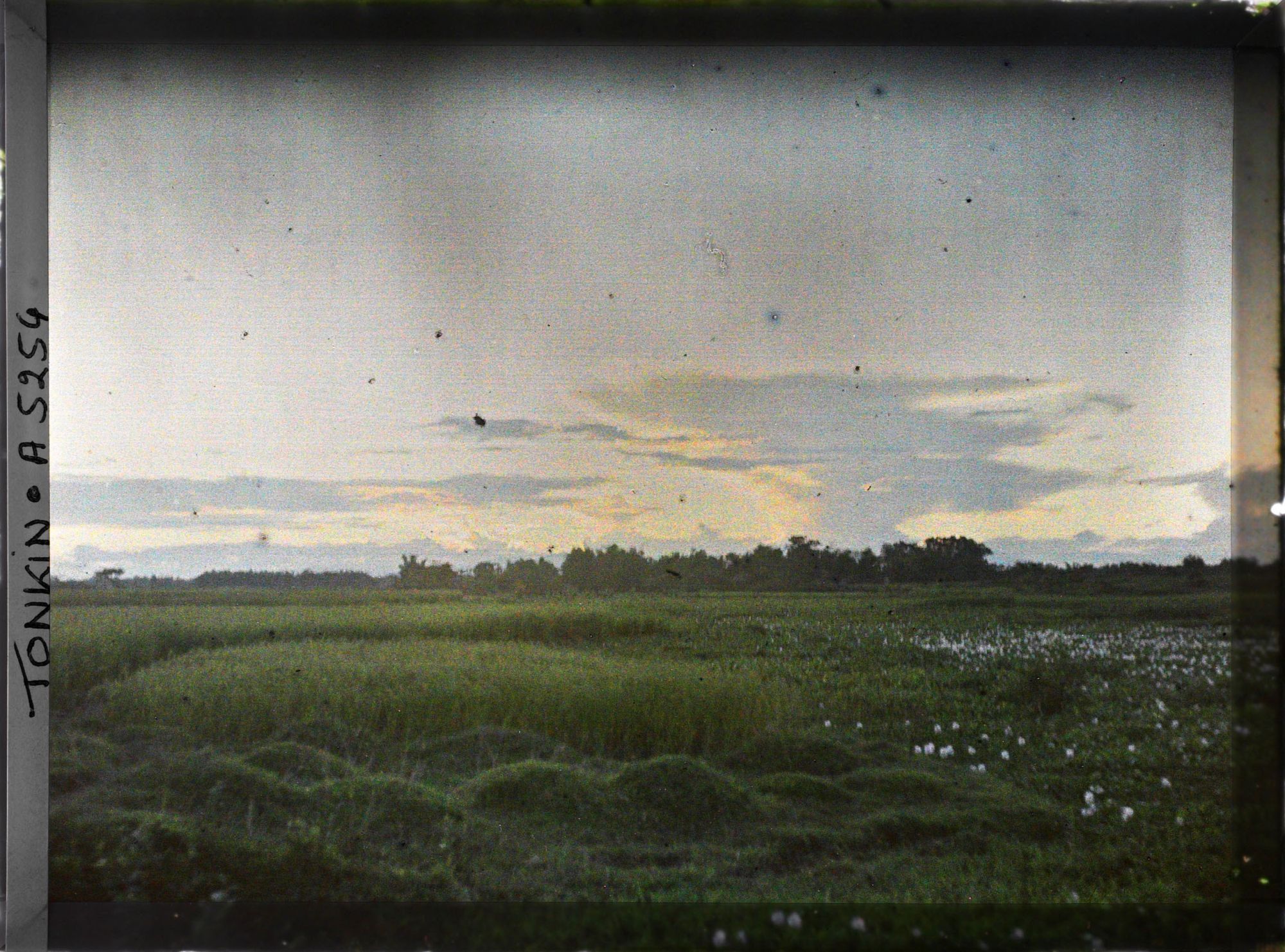 Image représentant Un coucher de soleil sur les rizières