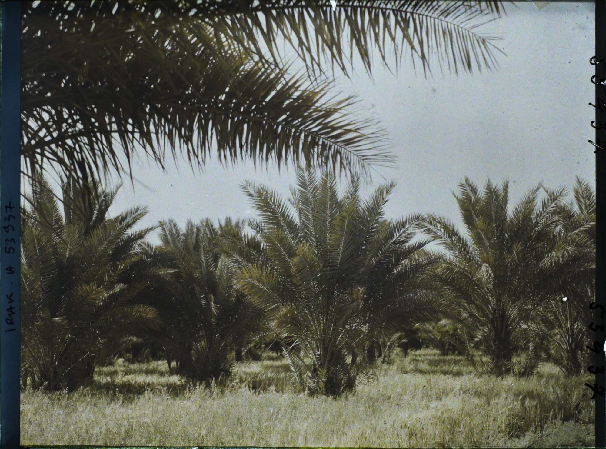 Image représentant Palmeraie de dattiers