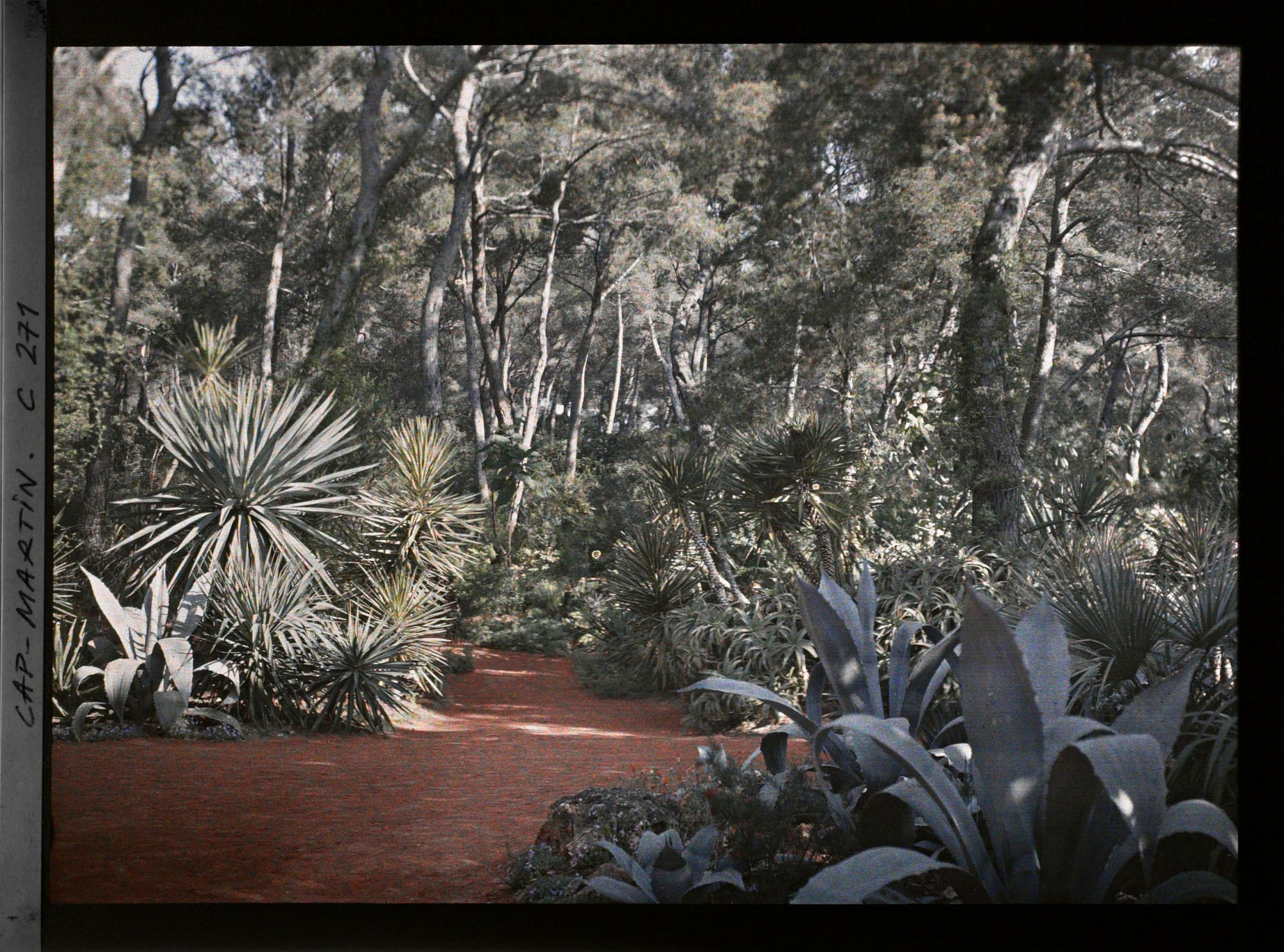 Image représentant Une allée du jardin bordée de plantes exotiques dans la pinède
