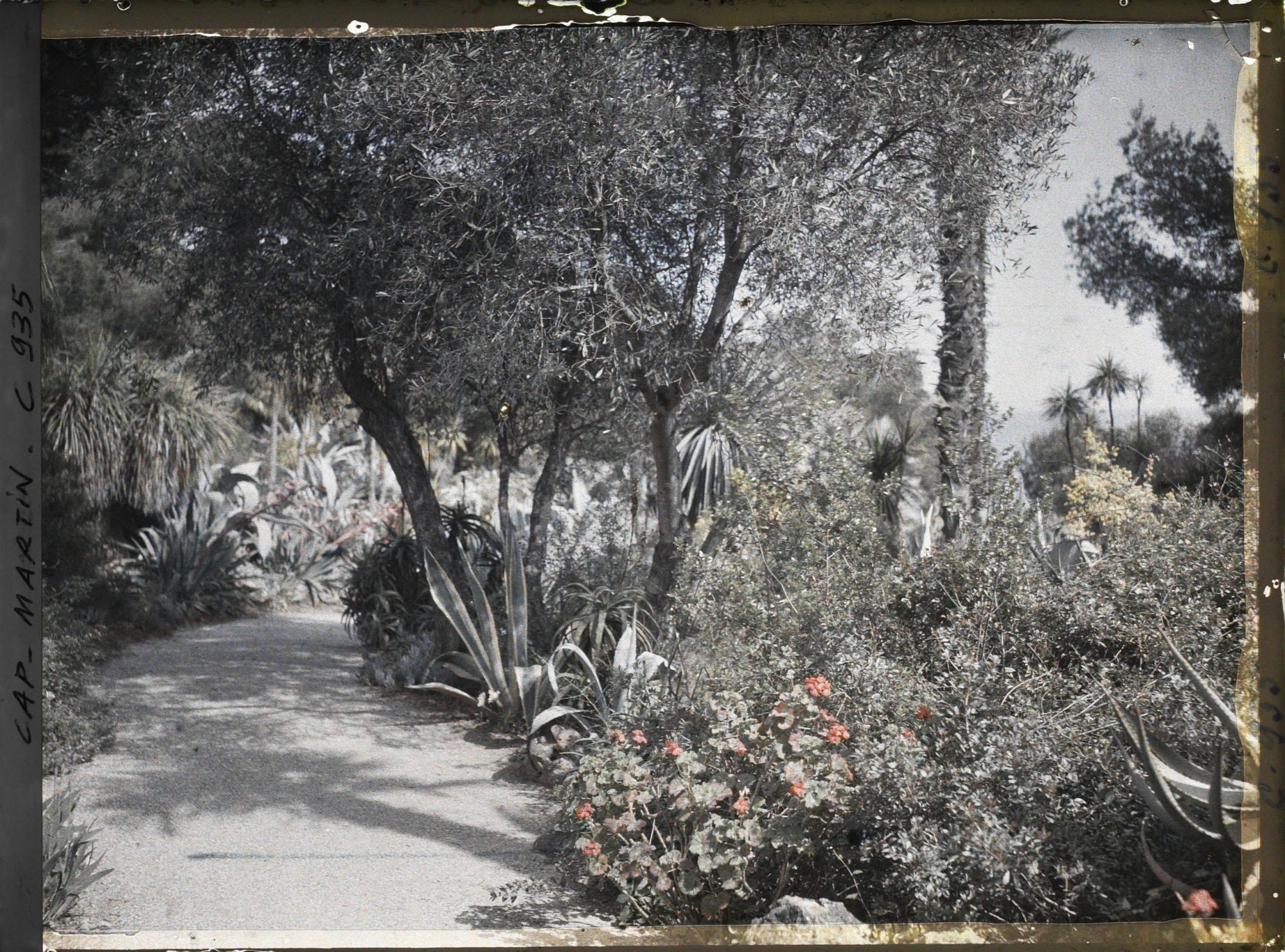 Image représentant Le Jardin Palmiers et figuiers