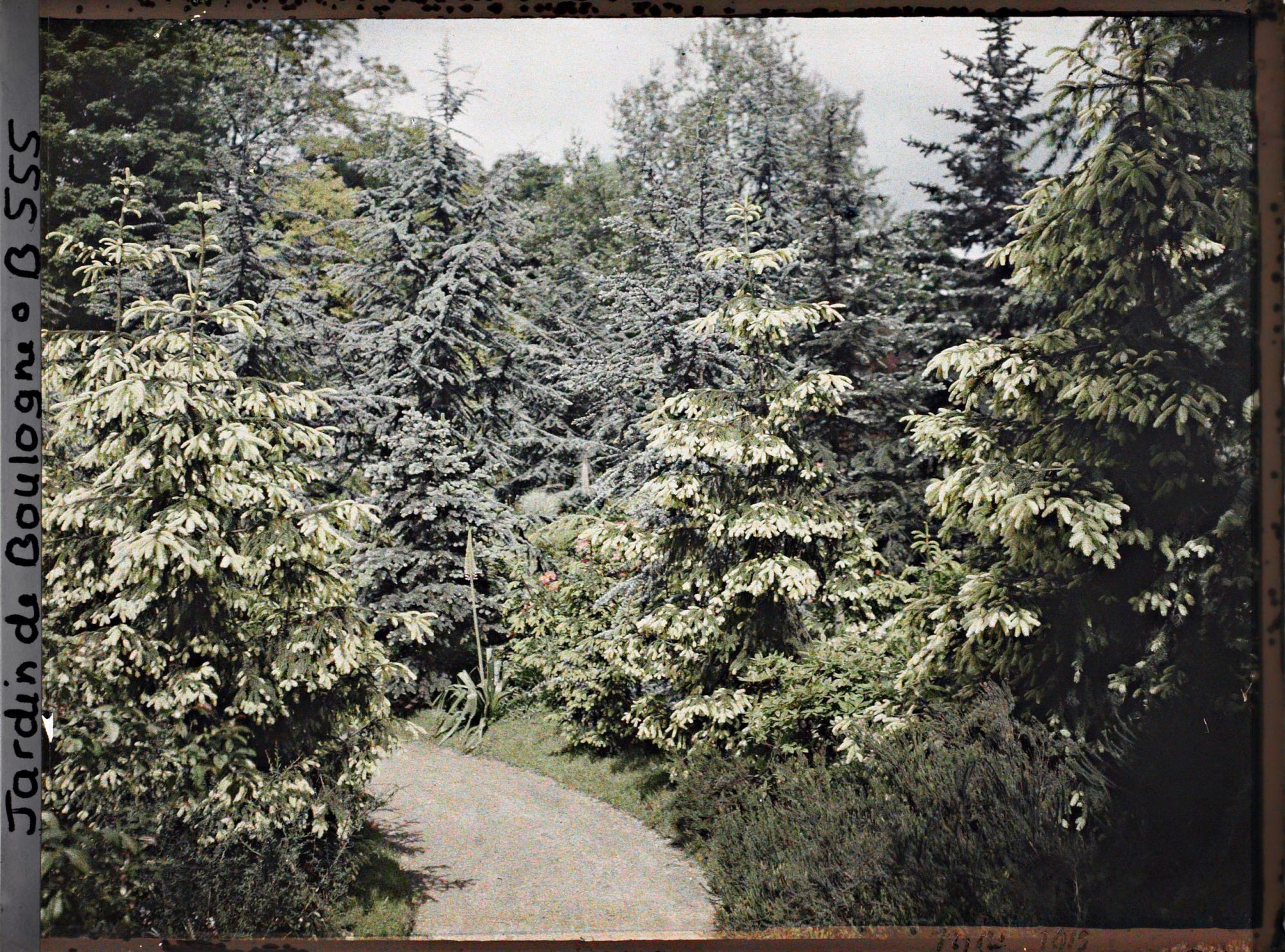 Image représentant Chemin des forêts dorée et bleue bordé d'épicéas et de cèdres