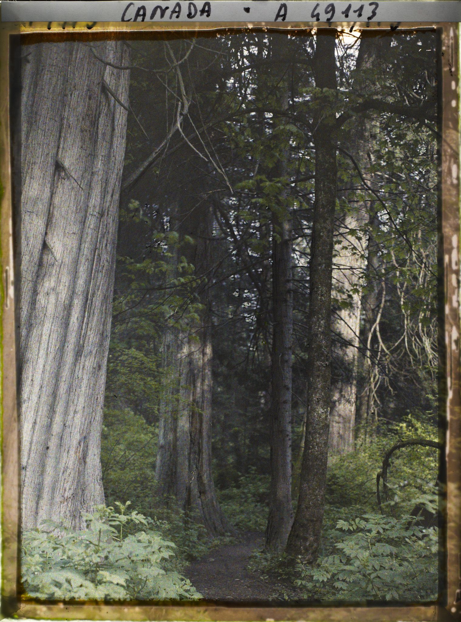 Image représentant Canada, Vancouver, Un Coin de la Forêt