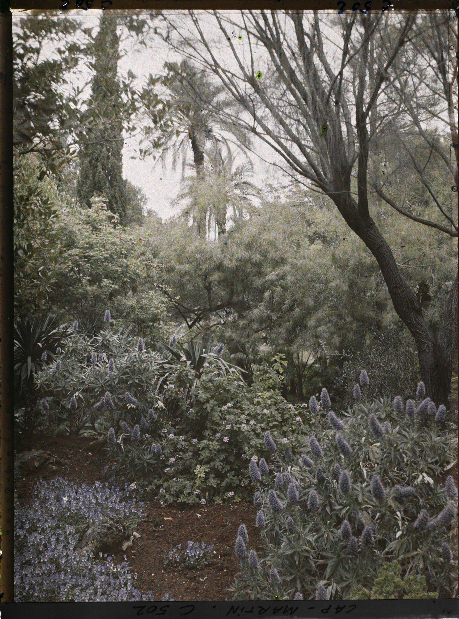 Image représentant Cap Martin Le Jardin