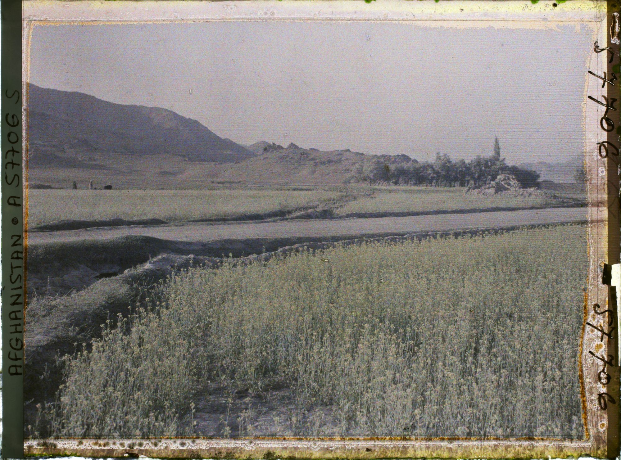 Image représentant Culture du colza