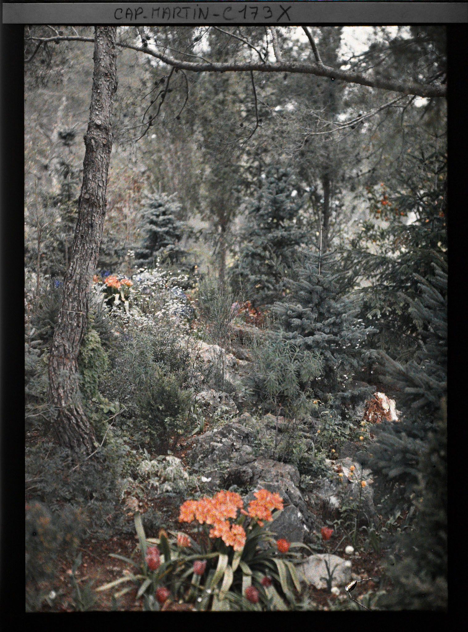 Image représentant Le jardin