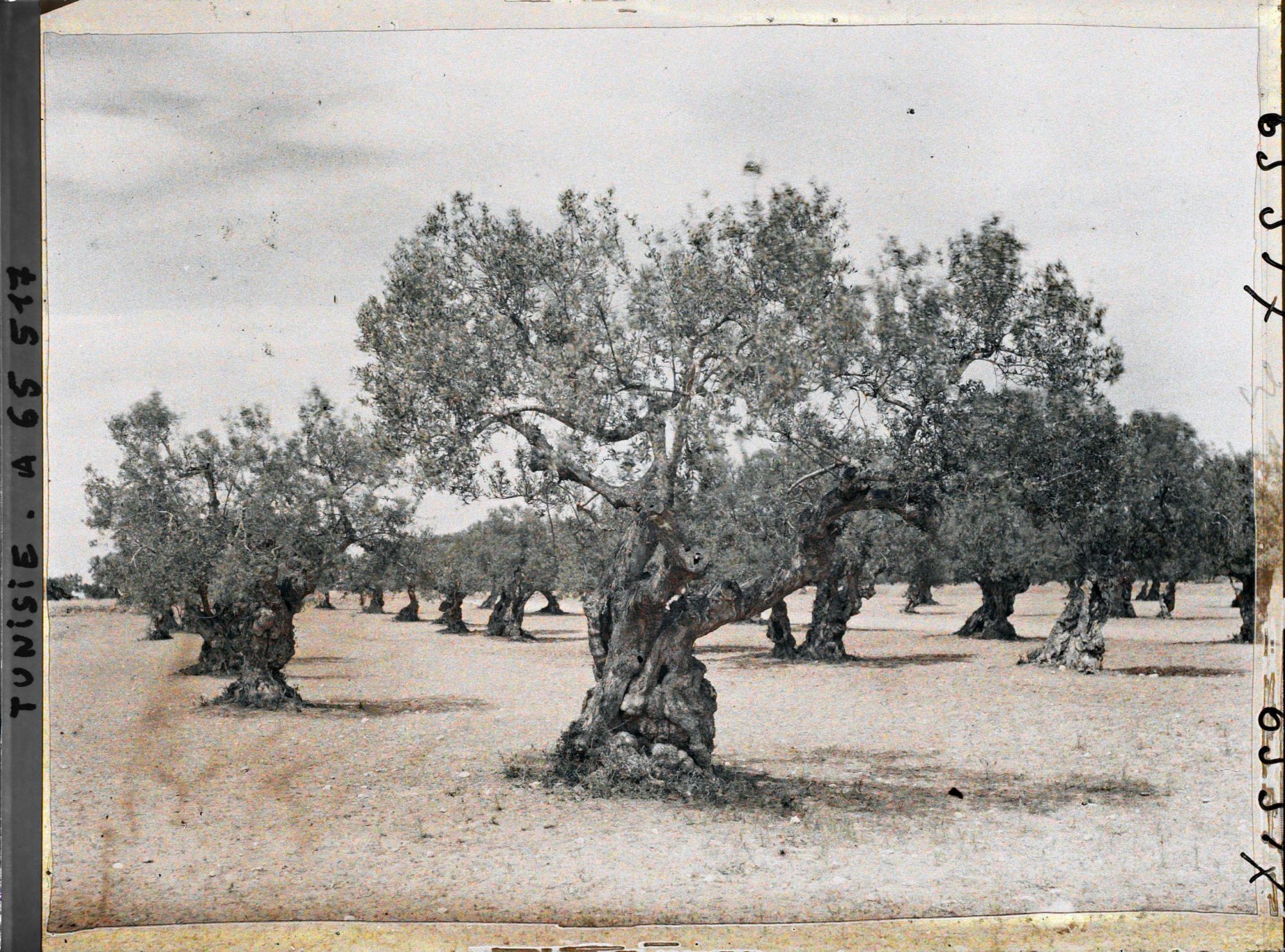 Image représentant Vieux oliviers dans une plantation (culture arabe)