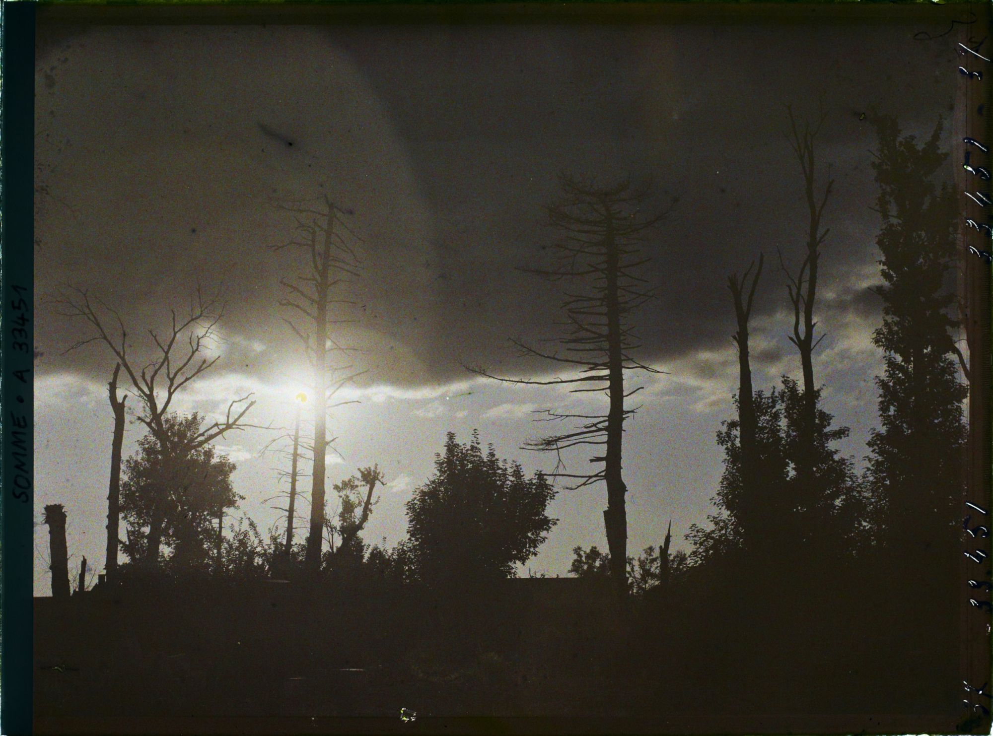 Image représentant France, Rollot, Arbres morts