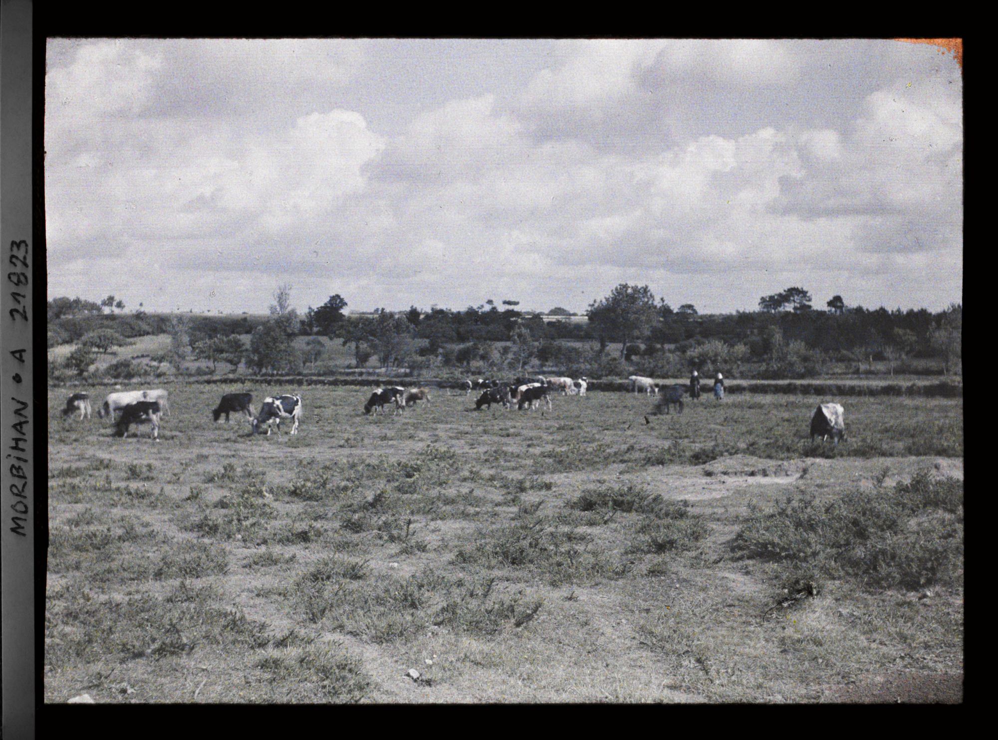 Image représentant Troupeau de vaches dans la lande, route d'Auray à Carnac