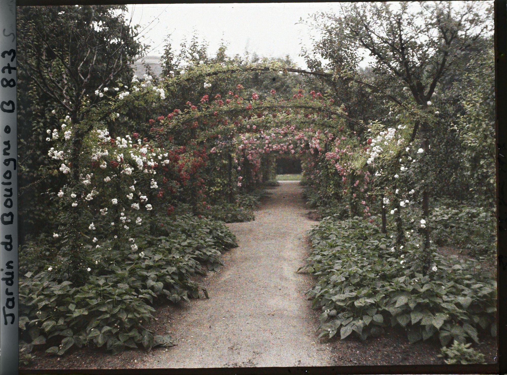 Image représentant Axe central du verger-roseraie bordé de légumes, vu vers l'est, après le rond-point côté dépendance