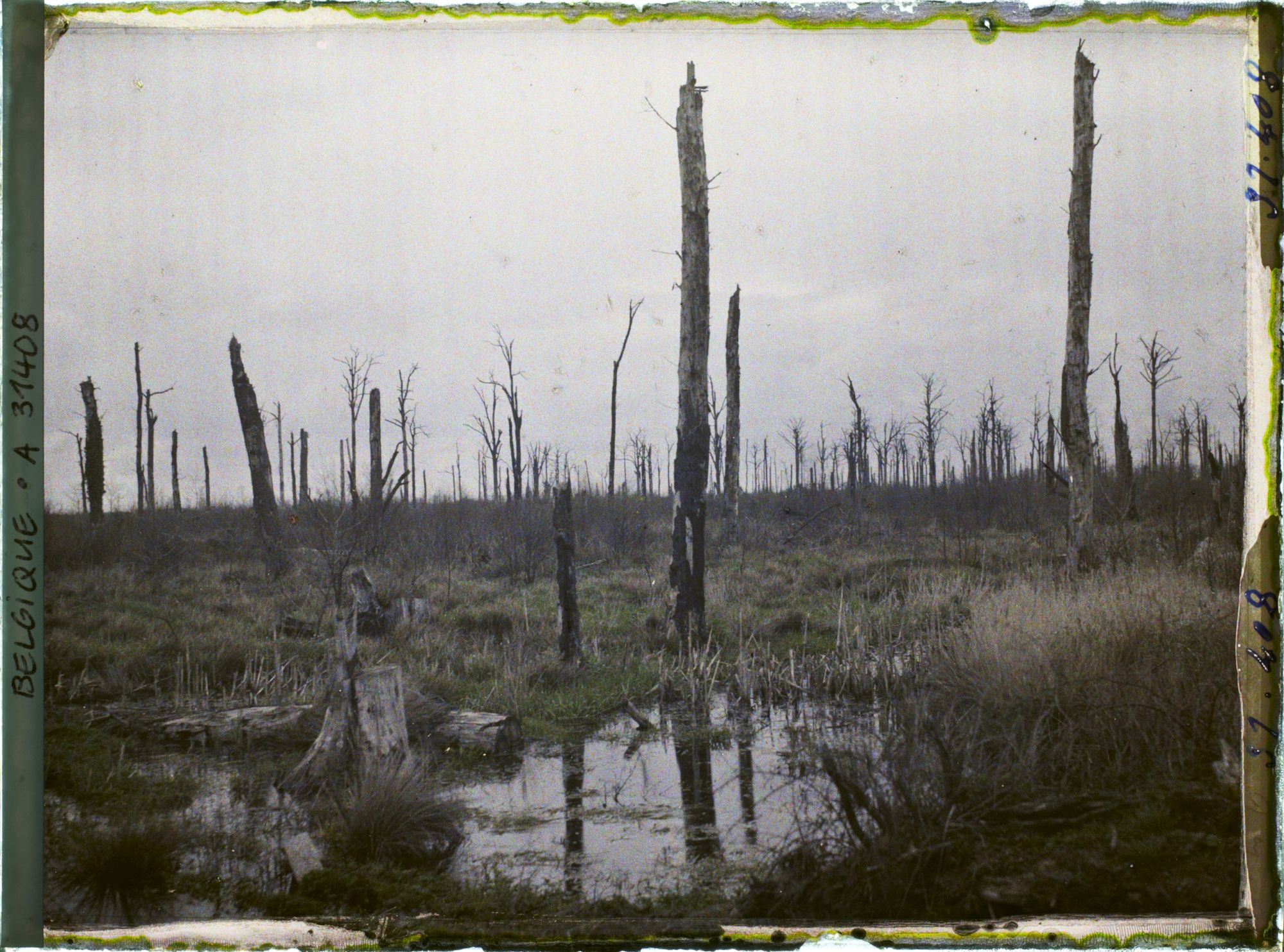 Image représentant Belgique, Forêt d' Houtuhlsd, Forêt d' Houtuhlsd; Aspect de la forêt