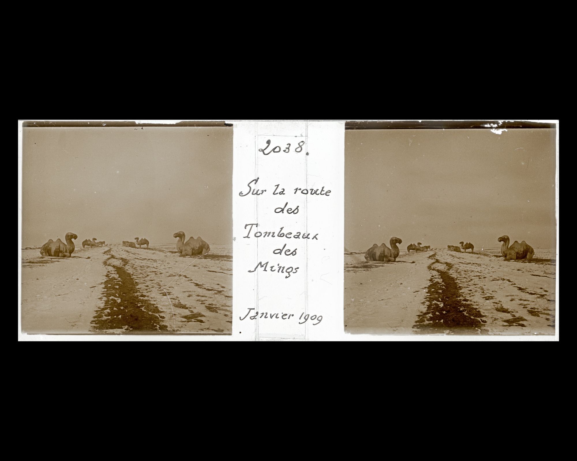 Image représentant Ming Shisanling ("Treize Tombeaux des Ming"). Les chameaux de l'allée des statues